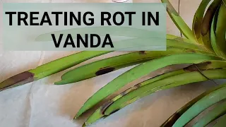 How to save a vanda orchid with rot Bacterial rot /Fungal rot in Vandas in nontoxic way