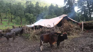 Poor but Very Happy Nepali Mountain Village Life || Shepherds Daily Life || IamSuman