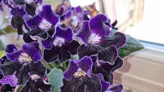 #clubleca #lecalife African violets and streptocarpus in leca 😊