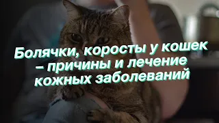 Болячки, коросты у кошек – причины и лечение кожных заболеваний