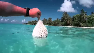 дайвинг на мальдивах дигура diving maldives dhigurah