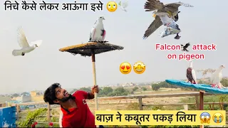 बाज़ ने कबूतरो पर हमला कर दिया 🐦🦅!! Ek Sath Itne Sare Kabootar 😲 !! कैसे पकडू