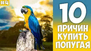 10 причин купить ПОПУГАЯ - Хозяин Лев