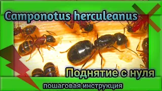 КАК ПОДНЯТЬ Camponotus herculeanus с нуля. Правильная зимовка. Муравьи древоточцы.