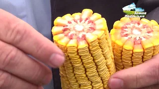 Гібриди кукурудзи "Маїс" у господарствах Вінниччини