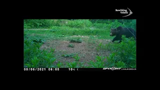 Brown Bears on Velebit Mounitains (Ramino korito) June 2021 / Smeđi medvjed na Velebitu