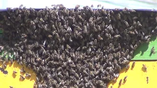 Присутствие в рое нескольких пчел-маток