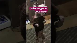 Собака ходит как человек