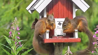 Sneaky Squirrels Steal  | Spy In The Wild / Eastern Gray Squirrel / Squirrel: Life, Types,  and More