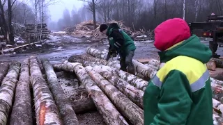 Мебельный щит. Распиловка березы. Производитель - Лесной союз