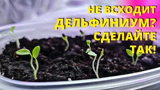 ДЕЛЬФИНИУМ взойдёт КАК МИЛЕНЬКИЙ! Посейте ТАКИМ СПОСОБОМ!