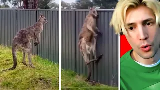 Kangaroo breaks the fence in a fight - xQc reacts to Daily Dose Of Internet