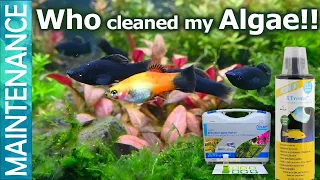 Black Molly and Platies for algae control| Algae eater| Ammonia and Aquarium algae control (Part 2)