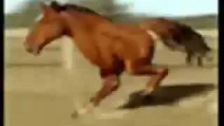 Retarded Running Horse (HD)