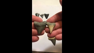 How to identify shark teeth. Between the Megalodon, Great White, and Mako shark.