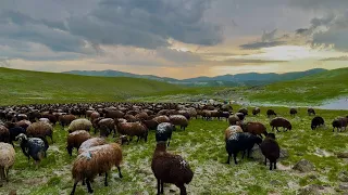 YAYLADA DOLU YAĞIŞI - GECE KÖPEKLERİN KURT MESAİSİ