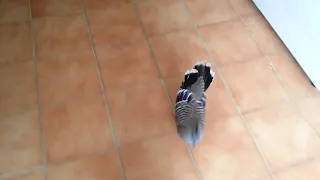 Pigeon Tries to Seduce Woman || ViralHog