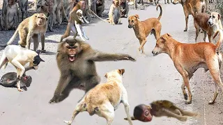 Massacre! Baboons aggressively attacked the Dogs to avenge their brutally murdered fellows