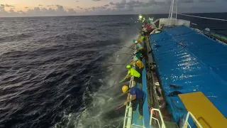 南方 特大 カツオ 遠洋カツオ一本釣  skip jack tuna