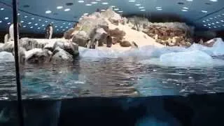 Loro Parque Penguins Лоро Парк пингвины Летают