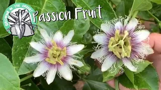 Different Varieties of Passion Flowers and Fruits...