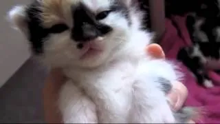 FUNNIEST CATS HD Топ Самые смешные котики в YouTube