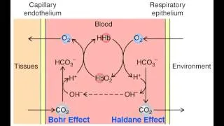 Haldane Effect & Bohr Effect - Co2 Transport