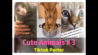 🐼Cute Animals 🐼Tiktok Compilation Part 3 --- Tiktok Porter