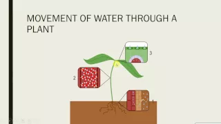 IGCSE BIOLOGY REVISION - [Syllabus 8] Plant transport