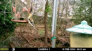 Birds Feeding at Feeder Feb. 18, 2024