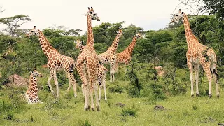 LAKE MBURO NATIONAL PARK DOCUMENTARY (Whispers of the wild)