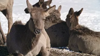 Amazing nature: Run to survive