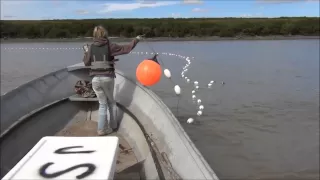 Drift Gillnetting Salmon on the Yukon River, Alaska 2013