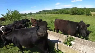 Finally, Cows to Pasture!