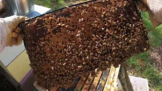 Beekeeping, Hive Splitting-MISTAKE