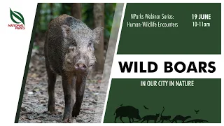 Wild Boars in Our City in Nature | NParks Webinar Series