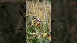 Argiope bruenichi araña tigre