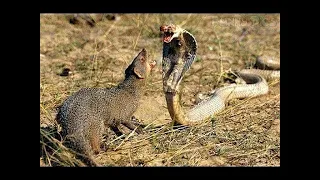 Cobra vs Mongoose