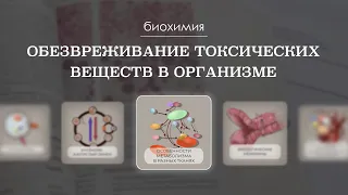 Обезвреживание токсических веществ в организме | Биохимия