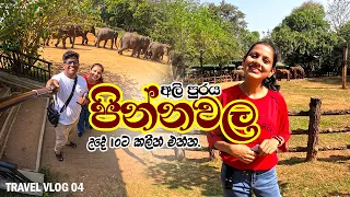 අලි පුරේට  උදේ 10ට කලින් එන්න 🐘✌️ | Pinnawala | Athugala | Travel Vlog 04