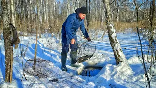 Поставив Ятір (Вершу) на Болоті, і Наловив Купу Щуки! Рибалка в Канаві!