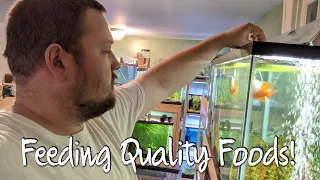 How to provide a high-quality diet to your fish!