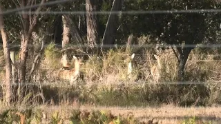 FALLOW DEER 4 SPIKA ROAD KILLS   4K