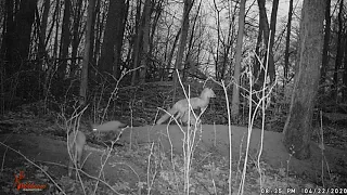 Mother fox feeding her babies