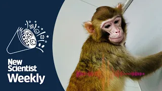Cloned rhesus monkey lives to adulthood for first time  | New Scientist Weekly podcast 233