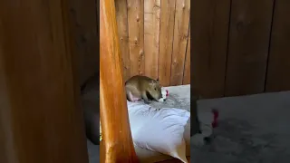 Capybara Plays With Toy