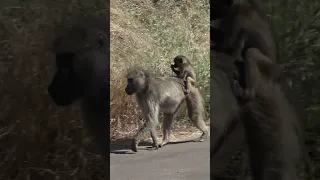 Baboon baby coming along for the ride