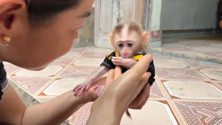 The adorable expression of baby monkey Tina when she woke up and saw her mother