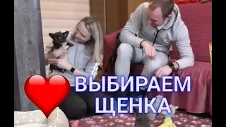 Выбор щенка чихуахуа*** Как купить ЩЕНКА в питомнике