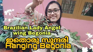 Begonia Plant നടാം ഇനി Hanging Pot ലും | Begonia plant potting mixture, watering etc. complete care.